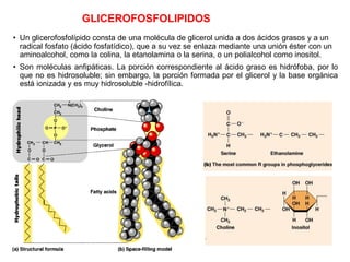 GLICEROFOSFOLIPIDOS
• Un glicerofosfolípido consta de una molécula de glicerol unida a dos ácidos grasos y a un
radical fosfato (ácido fosfatídico), que a su vez se enlaza mediante una unión éster con un
aminoalcohol, como la colina, la etanolamina o la serina, o un polialcohol como inositol.
• Son moléculas anfipáticas. La porción correspondiente al ácido graso es hidrófoba, por lo
que no es hidrosoluble; sin embargo, la porción formada por el glicerol y la base orgánica
está ionizada y es muy hidrosoluble -hidrofílica.
 