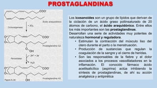 PROSTAGLANDINAS
Los icosanoides son un grupo de lípidos que derivan de
la ciclación de un ácido graso poliinsaturado de 20
átomos de carbono, el ácido araquidónico. Entre ellos
los más importantes son las prostaglandinas.
Desarrollan una serie de actividades muy potentes de
naturaleza hormonal y reguladora.
• Estimulan la contracción del músculo liso del
útero durante el parto o la menstruación.
• Producción de sustancias que regulan la
coagulación de la sangre y el cierre de heridas.
• Son las responsables de la fiebre y el dolor
asociados a los procesos vasodilatadores en la
inflamación. El conocido fármaco ácido
acetilsalicílico (aspirina) actúa inhibiendo la
síntesis de prostaglandinas, de ahí su acción
analgésica y antipirética
 