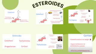ESTEROIDES
 