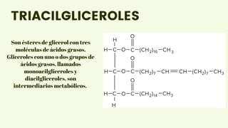 Son ésteres de glicerol con tres
moléculas de ácidos grasos.
Gliceroles con uno o dos grupos de
ácidos grasos, llamados
monoacilgliceroles y
diacilgliceroles, son
intermediarios metabólicos.
TRIACILGLICEROLES
 