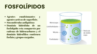 Agentes emulsionantes y
agentes activos de superficie.
Son moléculas anfipáticas
Dominio hidrófobo de un
fosfolípido esta compuesto por
cadenas de hidrocarburos y el
dominio hidrofílico contienen
fosfato y grupos cargados.
FOSFOLÍPIDOS
 