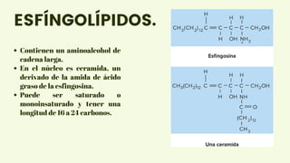 Contienen un aminoalcohol de
cadena larga.
En el núcleo es ceramida, un
derivado de la amida de ácido
graso de la esfingosina.
Puede ser saturado o
monoinsaturado y tener una
longitud de 16 a 24 carbonos.
ESFÍNGOLÍPIDOS.
 