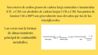 Son esteres de acidos grasos de cadena larga saturadas e insaturadas
(C14 a C36) con alcoholes de cadena largas ( C16 a C30). Sus puntos de
funsion ( 60 a 100º) son generalmente mas elevados que los de los
triacigliceroles
Las ceras son la formas
de almacenamiento
principal de combustible
metabolico.
 