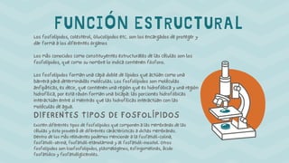FUNCIÓN ESTRUCTURAL
DIFERENTES TIPOS DE FOSFOLÍPIDOS
Los fosfolípidos, colesterol, Glucolípidos etc. son los encargados de proteger y
dar forma a los diferentes órganos
Los más conocidos como constituyentes estructurales de las células son los
fosfolípidos, que como su nombre lo indica contienen fósforo.
Los fosfolípidos forman una capa doble de lípidos que actúan como una
barrera para determinadas moléculas. Los fosfolípidos son moléculas
anfipáticas, es decir, que contienen una región que es hidrofóbica y una región
hidrofílica, por esta razón forman una bicapa: las porciones hidrofóbicas
interactúan entre sí mientras que las hidrofílicas interactúan con las
moléculas de agua.
Existen diferentes tipos de fosfolípidos que componen a las membranas de las
células y esto proveerá de diferentes características a dichas membranas.
Dentro de los más relevantes podemos mencionar a la fosfatidil-colina,
fosfatidil-serina, fosfatidil-etanolamina y al fosfatidil-inositol. Otros
fosfolípidos son lisofosfolipidos, plasmalógenos, esfingomielinas, ácido
fosfatídico y fosfatidilgliceroles.
 