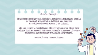 LÍPIDOS COMPLEJOS
SON LÍPIDOS SAPONIFICABLES EN CUYA ESTRUCTURA MOLECULAR ADEMÁS
DE CARBONO, HIDRÓGENO Y OXÍGENO, HAY TAMBIÉN
NITRÓGENO,FÓSFORO, AZUFRE O UN GLÚCIDO.
SON LAS PRINCIPALES MOLÉCULAS CONSTITUTIVAS DE LA DOBLE CAPA
LIPÍDICA DE LA MEMBRANA, POR LO QUE TAMBIÉN SE LLAMAN LÍPIDOS DE
MEMBRANA. SON TAMMBIÉN MOLÉCULAS ANFIPÁTICAS.
(FOSFOLÍPIDOS Y GLUCOLÍPIDOS)
 
