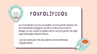 Los fosfolípidos son los principales constituyentes lipídicos de
las membranas biológicas, donde forman estructuras en
bicapa, con las zonas no polares de los constituyentes de cada
capa orientadas hacia el interior.
Son las moléculas más abundantes de la membrana
citoplasmática.
FOSFOLÍPIDOS
 