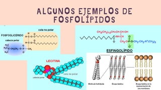 ALGUNOS EJEMPLOS DE
FOSFOLÍPIDOS
 