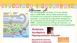 T A
I M
A I N
V L
S P
I S
O O L U B L S
E
Vitamina A:
 