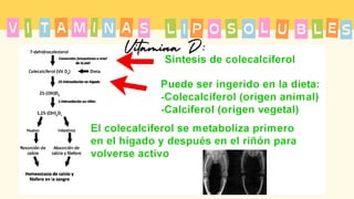 T A
I M
A I N
V L
S P
I S
O O L U B L S
E
Vitamina D:
 