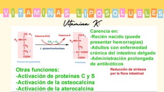 T A
I M
A I N
V L
S P
I S
O O L U B L S
E
Vitamina K:
 