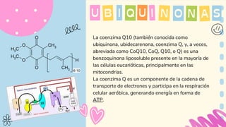 La coenzima Q10 (también conocida como
ubiquinona, ubidecarenona, coenzima Q, y, a veces,
abreviada como CoQ10, CoQ, Q10, o Q) es una
benzoquinona liposoluble presente en la mayoría de
las células eucarióticas, principalmente en las
mitocondrias.
La coenzima Q es un componente de la cadena de
transporte de electrones y participa en la respiración
celular aeróbica, generando energía en forma de
ATP.
I
B Q I N
U O N
U A S
 
