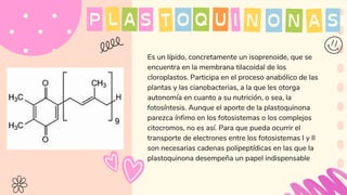 Es un lípido, concretamente un isoprenoide, que se
encuentra en la membrana tilacoidal de los
cloroplastos. Participa en el proceso anabólico de las
plantas y las cianobacterias, a la que les otorga
autonomía en cuanto a su nutrición, o sea, la
fotosíntesis. Aunque el aporte de la plastoquinona
parezca ínfimo en los fotosistemas o los complejos
citocromos, no es así. Para que pueda ocurrir el
transporte de electrones entre los fotosistemas I y II
son necesarias cadenas polipeptídicas en las que la
plastoquinona desempeña un papel indispensable
O
T Q I N
S O N
U A S
P A
L
 