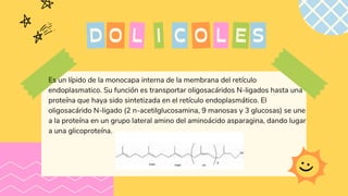 O C
D L I L
O E S
Es un lípido de la monocapa interna de la membrana del retículo
endoplasmatico. Su función es transportar oligosacáridos N-ligados hasta una
proteína que haya sido sintetizada en el retículo endoplasmático. El
oligosacárido N-ligado (2 n-acetilglucosamina, 9 manosas y 3 glucosas) se une
a la proteína en un grupo lateral amino del aminoácido asparagina, dando lugar
a una glicoproteína.
 