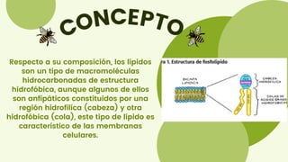 CONCEPTO
Respecto a su composición, los lípidos
son un tipo de macromoléculas
hidrocarbonadas de estructura
hidrofóbica, aunque algunos de ellos
son anfipáticos constituidos por una
región hidrofílíca (cabeza) y otra
hidrofóbica (cola), este tipo de lípido es
característico de las membranas
celulares.
 