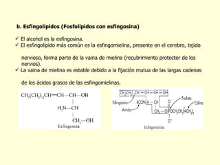 b.   Esfingolipidos (Fosfol í pidos con esfingosina) El alcohol es la esfingosina. El esfingol í pido m á s común es la esfingomielina, presente en el cerebro, tejido  nervioso, forma parte de la vaina de mielina (recubrimiento protector de los  nervios). La vaina de mielina es estable debido a la fijaci ó n mutua de las largas cadenas  de los ácidos grasos de las esfingomielinas. 