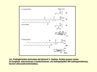 (a). Fosfoglicéridos derivados del glicerol 3- fosfato. Ácidos grasos varían  en longitud, saturaciones e insaturaciones. (b) Esfingolípidos SM (esfingomielinas), GLcCer (Glucosilcerebrósidos). 