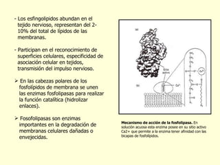 Los esfingolipidos abundan en el  tejido nervioso, representan del 2-  10% del total de lípidos de las  membranas. Participan en el reconocimiento de  superficies celulares, especificidad de  asociación celular en tejidos,  transmisión del impulso nervioso. En las cabezas polares de los  fosfol í pidos de membrana se unen  las enzimas fosfolipasas para realizar  la función catalítica (hidrolizar  enlaces). Fosofolipasas son enzimas  importantes en la degradación de  membranas celulares dañadas o  envejecidas. Mecanismo de acción de la fosfolipasa.  En solución acuosa esta enzima posee en su sitio activo Ca2+ que permite a la enzima tener afinidad con las bicapas de fosfol í pidos. 