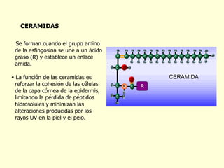                                                                                                Se forman cuando el grupo amino  de la esfingosina se une a un ácido  graso (R) y establece un enlace  amida. La función de las ceramidas es  reforzar la cohesión de las células  de la capa córnea de la epidermis,  limitando la pérdida de péptidos  hidrosolules y minimizan las  alteraciones producidas por los  rayos UV en la piel y el pelo. CERAMIDAS CERAMIDA 