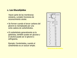 c. Los Glucol í pidos   Hacen parte de las membranas  celulares, cumplen funciones de  reconocimiento celular.  Se forman cuando el tercer carbono del  glicerol es reemplazado por una corta cadena de carbohidratos. El carbohidrato generalmente es la  galactosa, también puede ser glucosa y  el alcohol puede ser el glicerol o  esfingosina. Ejemplo: Cerebr ó sidos, cuando el  carbohidrato es un azúcar simple. Galactocerebr ó sidos 