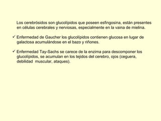 Los cerebr ó sidos son glucol í pidos que poseen esfingosina, están presentes  en células cerebrales y nerviosas, especialmente en la vaina de mielina. Enfermedad de Gaucher los glucol í pidos contienen glucosa en lugar de  galactosa acumulándose en el bazo y riñones. Enfermedad Tay-Sachs se carece de la enzima para descomponer los  glucol í pidos, se acumulan en los tejidos del cerebro, ojos (ceguera,  debilidad  muscular, ataques). 