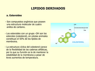 a. Esteroides Son compuestos orgánicos que poseen  una estructura molecular de cuatro  anillos de carbono. LIPIDOS DERIVADOS Los esteroides con un grupo -OH son los esteroles (colesterol), en celulas animales  constituye el 50% de los lípidos de  membrana. La estructura cíclica del colesterol carece  de la flexibilidad de las cadenas alifáticas,  por lo que su función es la de mantener la  estabilidad de la membrana a pesar de  leves aumentos de temperatura.  