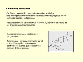 b. Hormonas esteroideas Se forman a partir del colesterol en ovarios, testículos. Los andrógenos (hormonas sexuales masculinas) segregados por los  test í culos Ejemplo: testosterona. Responsable de las características masculinas, regula el desarrollo de los órganos sexuales masculinos. Hormonas femeninas: estrógenos y progesterona. Progesterona: hormona segregada por el cuerpo l ú teo (glándula endocrina  dentro de los ovarios que se desarrolla después de la ovulación). 
