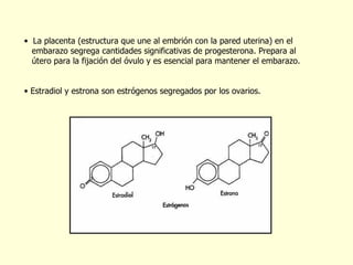 La placenta (estructura que une al embrión con la pared uterina) en el  embarazo segrega cantidades significativas de progesterona. Prepara al  útero para la fijación del óvulo y es esencial para mantener el embarazo. Estradiol y estrona son estrógenos segregados por los ovarios. 
