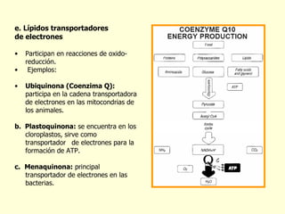 e. Lípidos transportadores  de electrones Participan en reacciones de oxido-reducción. Ejemplos: Ubiquinona (Coenzima Q):  participa en la cadena transportadora de electrones en las mitocondrias de los animales. b.  Plastoquinona:  se encuentra en los cloroplastos, sirve como transportador  de electrones para la formación de ATP. c.   Menaquinona:  principal transportador de electrones en las bacterias. 