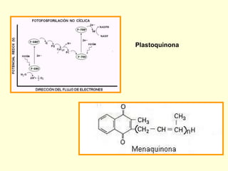 Plastoquinona 