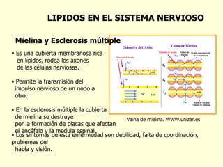 Es una cubierta membranosa rica  en lípidos, rodea los axones  de las células nerviosas. Permite la transmisión del  impulso nervioso de un nodo a  otro. En la esclerosis múltiple la cubierta  de mielina se destruye  por la formación de placas que afectan  el encéfalo y la medula espinal. Vaina de mielina. WWW.unizar.es Mielina y Esclerosis múltiple Los síntomas de esta enfermedad son debilidad, falta de coordinación, problemas del  habla y visión. LIPIDOS EN EL SISTEMA NERVIOSO 