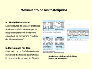 Movimiento lateral Las moléculas de lípidos y proteínas  se desplazan lateralmente por la  bicapa generando el modelo de  estructura de membrana “Modelo  del Mosaico fluido”. b. Movimiento flip-flop Es el salto de un fosfolípido de una  cara de la membrana plasmática a  la cara opuesta, actúan las flipasas. Movimiento de los fosfolípidos y fluidez de membrana. Movimiento de los fosfolípidos 