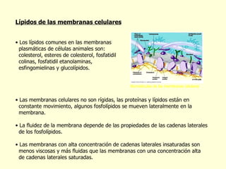 Lípidos de las membranas celulares Los lípidos comunes en las membranas  plasmáticas de células animales son: colesterol, esteres de colesterol, fosfatidil  colinas, fosfatidil etanolaminas,  esfingomielinas y glucolípidos. Las membranas celulares no son rígidas, las proteínas y lípidos están en  constante movimiento, algunos fosfol í pidos se mueven lateralmente en la  membrana. La fluidez de la membrana depende de las propiedades de las cadenas laterales  de los fosfol í pidos. Las membranas con alta concentración de cadenas laterales insaturadas son  menos viscosas y m á s fluidas que las membranas con una concentración alta  de cadenas laterales saturadas.  Biomoléculas de las membranas celulares 