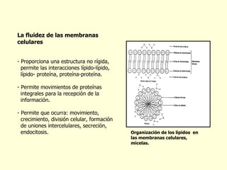 Organización de los lípidos  en las membranas celulares, micelas. La fluidez de las membranas celulares Proporciona una estructura no rígida,  permite las interacciones lípido-lípido,  lípido- proteína, proteína-proteína. Permite movimientos de proteínas  integrales para la recepción de la  información. Permite que ocurra: movimiento,  crecimiento, división celular, formación de uniones intercelulares, secreción,  endocitosis. 