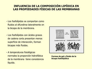 INFLUENCIA DE LA COMPOSICIÓN LIPÍDICA EN LAS PROPIEDADES FÍSICAS DE LAS MEMBRANAS Formas de gel y fluido de la bicapa fosfolipídica Los fosfolípidos se comportan como  fluidos al difundirse lateralmente en  la bicapa de la membrana. Los fosfolípidos con ácidos grasos  de cadena corta presentan menos  superficie de interacción, forman  bicapas más fluidas. A temperaturas fisiológicas  normales la proporción hidrofóbica  de la membrana  tiene consistencia  líquida. 