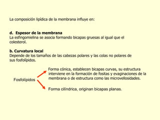 La composición lipídica de la membrana influye en: Espesor de la membrana La esfingomielina se asocia formando bicapas gruesas al igual que el  colesterol. b. Curvatura local Depende de los tamaños de las cabezas polares y las colas no polares de  sus fosfolípidos. Forma cónica, establecen bicapas curvas, su estructura    interviene en la formación de fositas y evaginaciones de la    membrana o de estructura como las microvellosidades. Forma cilíndrica, originan bicapas planas. Fosfolípidos 