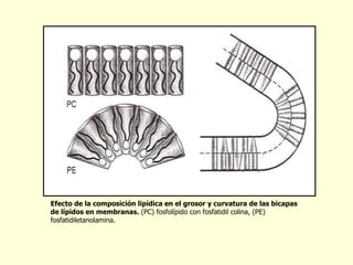 Efecto de la composición lipídica en el grosor y curvatura de las bicapas de lípidos en membranas.  (PC) fosfolípido con fosfatidil colina, (PE) fosfatidiletanolamina. 