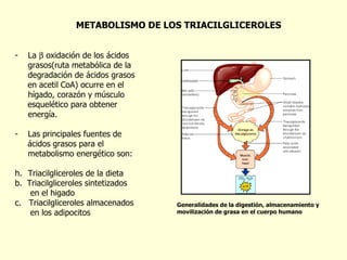 METABOLISMO DE LOS TRIACILGLICEROLES La    oxidación de los ácidos grasos(ruta metabólica de la degradación de ácidos grasos en acetil CoA) ocurre en el hígado, corazón y músculo  esquelético para obtener energía. Las principales fuentes de  ácidos grasos para el metabolismo energético son: Triacilgliceroles de la dieta b.  Triacilgliceroles sintetizados  en el higado c.  Triacilgliceroles almacenados en los adipocitos Generalidades de la digesti ó n, almacenamiento y movilizaci ó n de grasa en el cuerpo humano 
