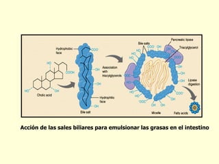 Acci ó n de las sales biliares para emulsionar las grasas en el intestino 