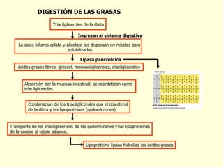 DIGESTIÓN DE LAS GRASAS Triacilgliceroles de la dieta La sales biliares colato y glicolato los dispersan en micelas para  solubilizarlos Ingresan al sistema digestivo ácidos grasos libres, glicerol, monoacilgliceroles, diacilgliceroles Lipasa pancreática Absorción por la mucosa intestinal, se resintetizan como triacilgliceroles. Combinación de los triacilgliceroles con el colesterol de la dieta y las lipoproteinas (quilomicrones) Transporte de los triacilglicéridos de los quilomicrones y las lipoproteínas de la sangre al tejido adiposo. Lipoproteína lipasa hidroliza los ácidos grasos 