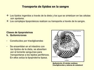 Transporte de lípidos en la sangre Los lípidos ingeridos a través de la dieta y los que se sintetizan en las células son apolares. Los complejos lipoproteicos realizan su transporte a través de la sangre. Clases de lipoproteínas Quilomicrones Constituídos por triacilgliceroles Se ensamblan en el intestino con los lípidos de la dieta, se absorben  por el torrente sanguíneo para  transportarse a los tejidos periféricos. En ellos actúa la lipoproteína lipasa. Quilomicrón. El núcleo contiene triacilgliceroles y esteres de colesterol 