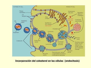 Incorporación del colesterol en las células  (endocitosis) 
