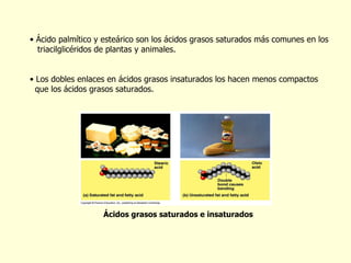 Ácido palm í tico y esteárico son los ácidos grasos saturados más comunes en los triacilglic é ridos de plantas y animales. Los dobles enlaces en ácidos grasos insaturados los hacen menos compactos  que los ácidos grasos saturados. Ácidos grasos saturados e insaturados 