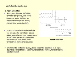 Los fosfolipidos pueden ser: a. Fosfoglicéridos Se originan del ácido fosfatídico,  formados por glicerol, dos  á cidos grasos, un grupo fosfato y un  compuesto nitrogenado (colina,  etanolamina, serina, inositol). El grupo fosfato forma en la mol é cula  una cabeza polar hidrof í lica y los dos á cidos grasos forman dos colas apolares hidrof ó bicas, que les da propiedades emulsificantes y participan en la  formaci ó n de membranas celulares. Emulsificante: sustancias que ayudan a suspender las grasas en el agua.  Ejemplos: Fosfatidil colina (lecitina), fosfatidil etanolamina, fosfatidil serina,  fosfatidil inositol.  Fosfatidilcolina 