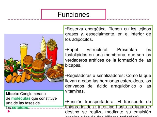 Lipidos (1)