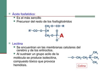  Ácido fosfatídico:
 Es el más sencillo
 Precursor del resto de los fosfoglicéridos
 Lecitina
 Se encuentran en las membranas celulares del
cerebro y de los eritrocitos.
 Al sustraer un grupo acilo de la
molécula se produce isolecitina,
compuesto tóxico que provoca
hemólisis. Colina
 