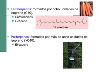  Tetraterpenos: formados por ocho unidades de
isopreno (C40).
 Carotenoides
 Licopeno.
 Politerpenos: formados por más de ocho unidades de
isopreno (>C40).
 El caucho
 