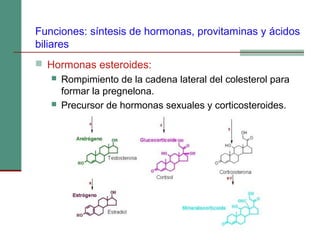 Funciones: síntesis de hormonas, provitaminas y ácidos
biliares
 Hormonas esteroides:
 Rompimiento de la cadena lateral del colesterol para
formar la pregnelona.
 Precursor de hormonas sexuales y corticosteroides.
 