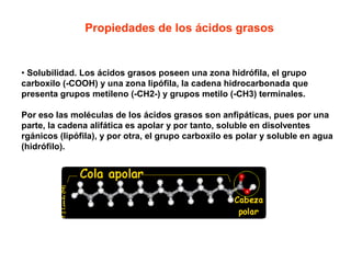 Propiedades de los ácidos grasos 
• Solubilidad. Los ácidos grasos poseen una zona hidrófila, el grupo 
carboxilo (-COOH) y una zona lipófila, la cadena hidrocarbonada que 
presenta grupos metileno (-CH2-) y grupos metilo (-CH3) terminales. 
Por eso las moléculas de los ácidos grasos son anfipáticas, pues por una 
parte, la cadena alifática es apolar y por tanto, soluble en disolventes 
rgánicos (lipófila), y por otra, el grupo carboxilo es polar y soluble en agua 
(hidrófilo). 
 