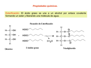 Propiedades químicas. 
Esterificación. El ácido graso se une a un alcohol por enlace covalente 
formando un ester y liberando una molécula de agua. 
 