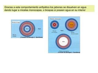 Gracias a este comportamiento anfipático los jabones se disuelven en agua 
dando lugar a micelas monocapas, o bicapas si poseen agua en su interior 
 